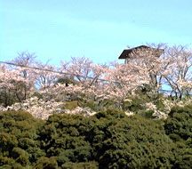 小城町にある千葉公園は隠れた桜の名所