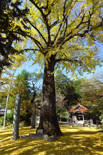 樹齢約３００年のイチョウの大木がある淀姫神社