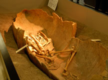 吉野ヶ里歴史公園の展示館に展示されている頭の無い遺骨（戦闘で頭を取られたのでは？と思われている）