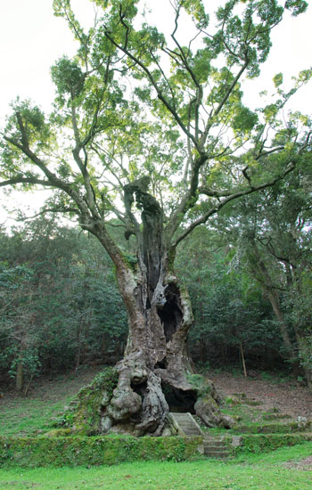 推定樹齢３０００年の武雄の大楠。全国６位の巨樹