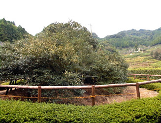 樹齢３３０年の嬉野大茶樹は大きさがミカンの木くらいある