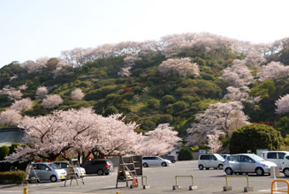 東山公園にも桜の木が多い