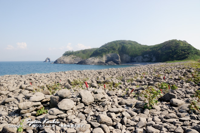 ２００７年１０月時点の長井浜（ナガイ浜）。　石がゴロゴロしているだけだった