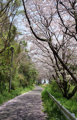 海沿いの道には桜がいっぱい咲いていた