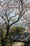 能古博物館付近の桜