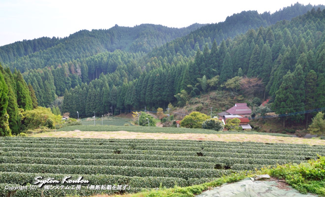 鷹鳥山に行く道を、どんどん山に入ると、最後の人家があり、その周辺ではお茶の栽培が行われていた
