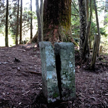 “国見太郎”と呼ばれている境目杉と国境の碑（豊前と筑前の国境にある杉）