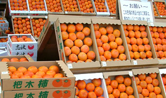 １０月〜１１月には柿が販売される（杷木柿・志波柿）