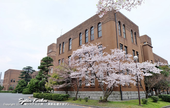 九州帝国大学工学部本館（九州大学 工学部 本館）の北東側の桜	2015/03/31 撮影
