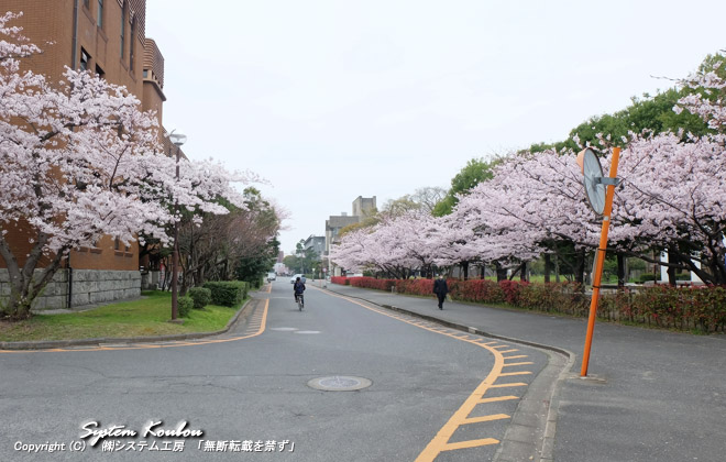 九州帝国大学工学部本館（九州大学 工学部 本館）の北東側の桜並木　　2015/03/31 撮影