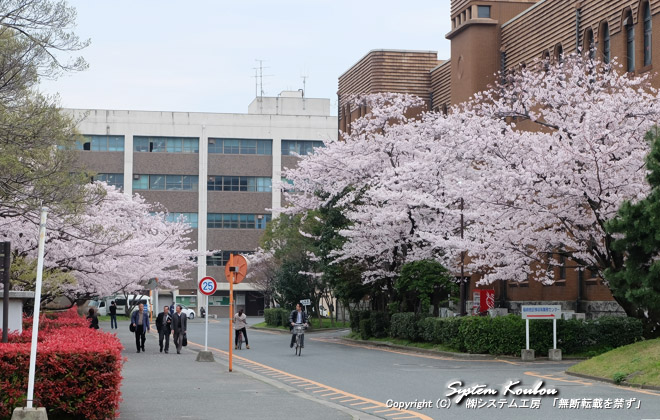 ここは箱崎キャンパスで一番桜が多い所