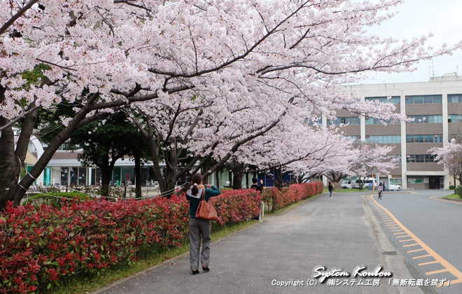満開だが箱崎キャンパスに残っている人も少なく花見客はちらほら程度