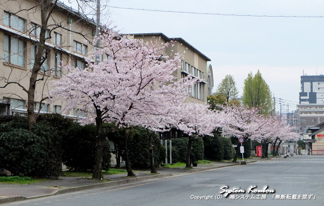 (理74)工学部防音講義室前の桜並木