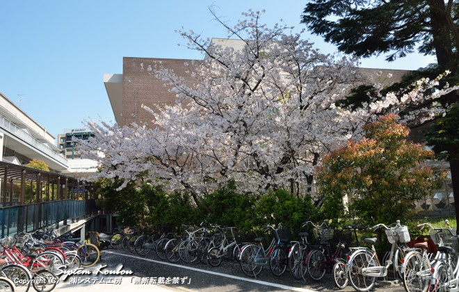 どこの大学構内も桜の木が多くあるが、馬出キャンパスには、ここしか桜がないようだ