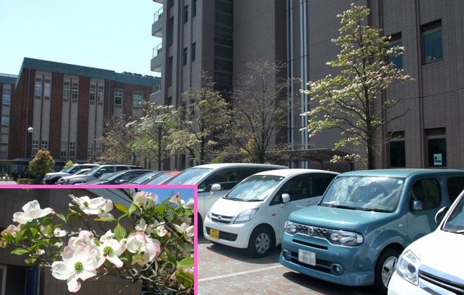 �Oコラボステーション�U横の駐車場のハナミズキが４月にはきれいに咲く