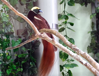 パプアニューギニアに住む貴重種の極楽鳥（アカカザリフウチョウ）