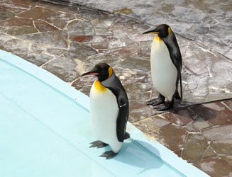 亜南極圏の島々に住むキングペンギン（別名オウサマペンギン）