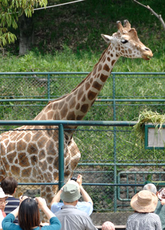 2002/9 に豊橋総合動植物園で生まれたアミメキリン（名前はキーボーです）