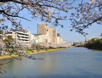 福岡城の濠跡は両岸に桜がたくさん