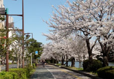 濠沿いの歩道は桜並木