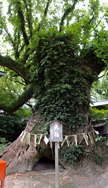 樹齢約８００年の大楠（くす）