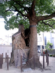 謝国明の供養塔（墓）そばにある楠の木