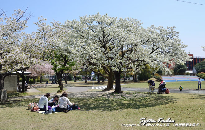 ４月初旬には桜が咲き花見が楽しめる 貝塚公園 （ 貝塚交通公園 ）