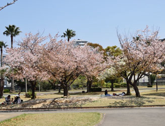 桜の花は数種類ある