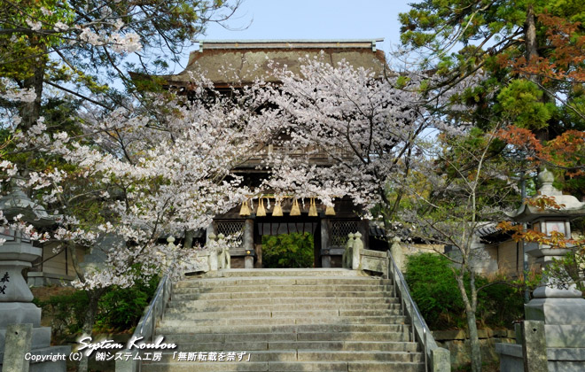 ４月初旬には桜がきれいな香椎宮の雄大な楼門