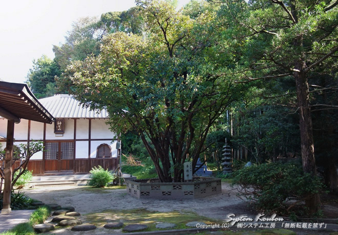 1190年宋の天台山にあった菩提樹(ぼだいじゅ)を栄西が香椎宮に送りました。日本最初の菩提樹を記念して植えられている菩提樹