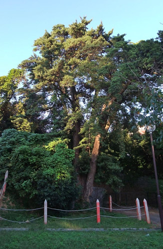 香椎宮奥のおいの山公園にある香椎宮の神木大槇木（おおまきのき）