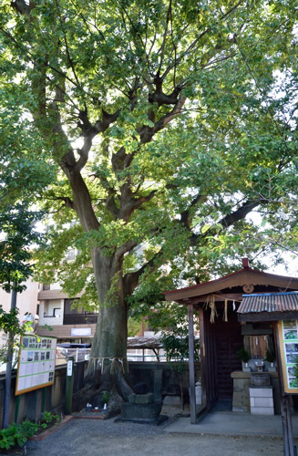 エノキの木の樹齢は定かでないが、幹回りから判断すると 約２５０年くらいだろうか？