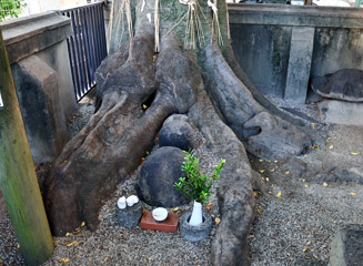 エノキの根元には「親子猫塚」と言われる丸い塚がある