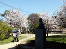 桜が楽しめる公園