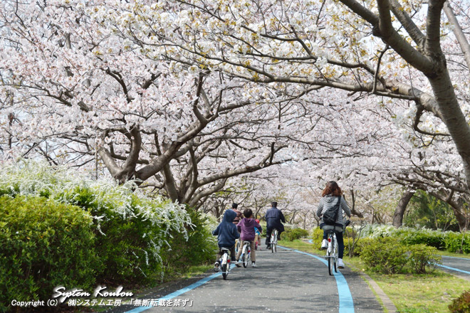 西口サイクリングセンター近くのサイクリングローの桜がきれい！