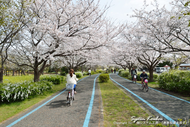 サイクリングローの桜