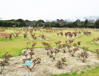 バラ園は平成２４年に改修され4,000�uの敷地の中に140種、約1,500株のバラがある