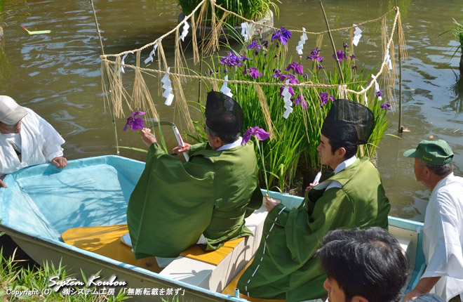 初刈神事は菖蒲池で花菖蒲を刈り、拝殿に花を供え神事がとり行われる