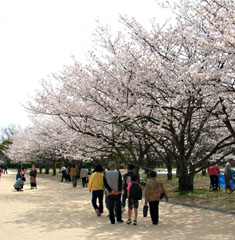 大濠公園周辺では春には桜が咲く