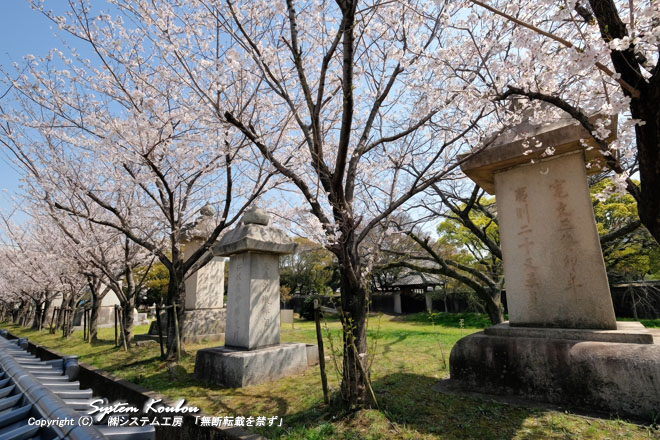 黒田家墓所には春には桜が咲く（土日だけ墓所は開放される。平日に行ったので墓所の外から撮影した）