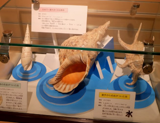 日本で一番大きくなる巻貝ほか