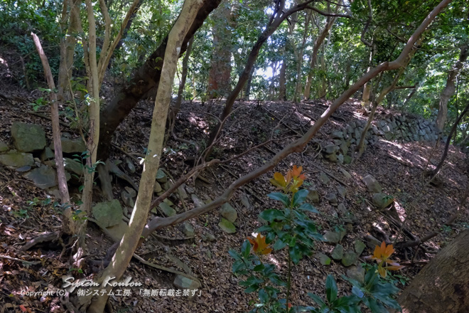 山の中にも石垣跡がある → ここから山頂は近いが「立花山大クス」を見に行くために元の登山道に戻る