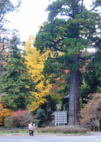 樹齢約９００年の大杉が２本ある（県の天然記念物）