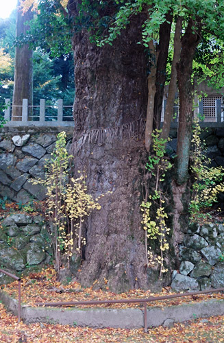 樹齢約９００年の大イチョウも県の天然記念物