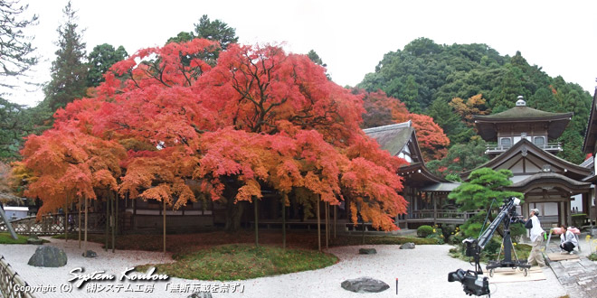 紅葉がみごとな雷山千如寺（らいざんせんにょじ）の大楓（大カエデ）。樹齢約400年で県指定天然記念物