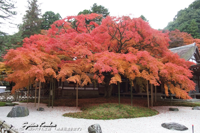 千如寺には何度か来ているが今年の紅葉が一番きれい