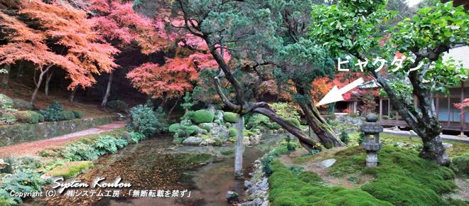 裏の心字庭園そばにある樹齢６００年の白檀(ビャクダン）は県の天然記念物