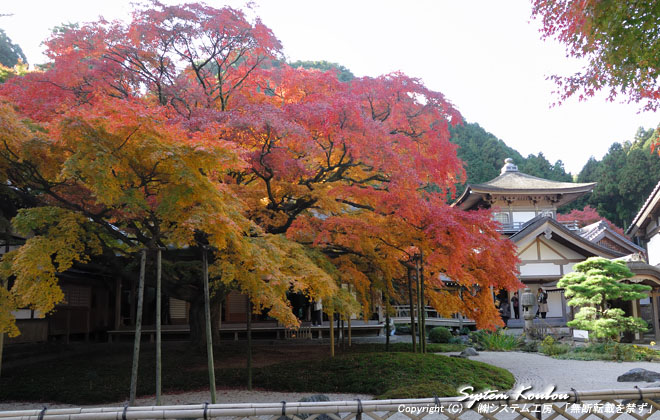 大悲王院の楓は今年（2007年）は暖冬で紅葉も２週間ばかり遅れているようだ。この調子だと25日頃まで楽しめそうだ？