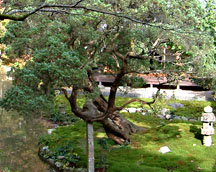 室町期に作庭された心字庭園そばにある天然記念物のビャクダンの木