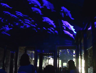 トンネルの中では天井の魚たちが、光り海の底にいる感じになる